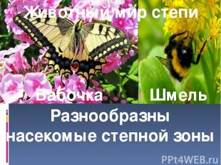 Животный мир степи Бабочка Шмель Разнообразны насекомые степной зоны