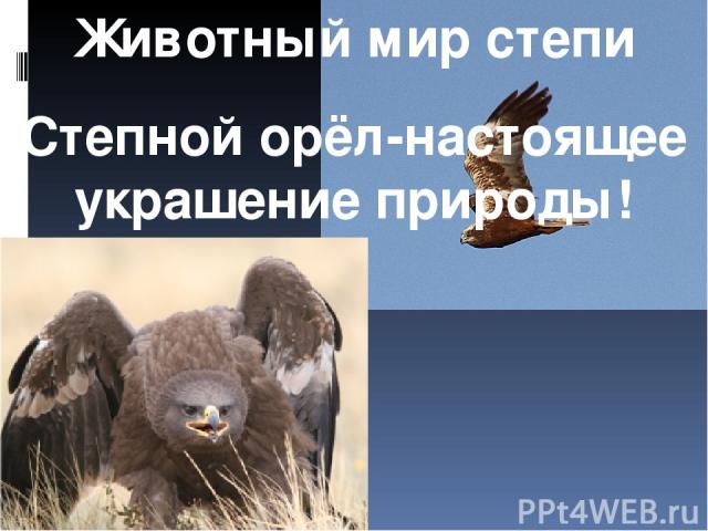 Животный мир степи Степной орёл-настоящее украшение природы!