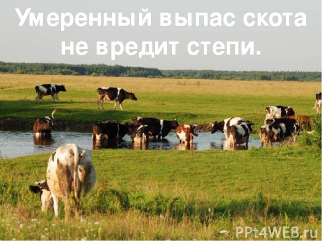 Умеренный выпас скота не вредит степи.