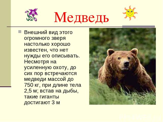 Медведь Внешний вид этого огромного зверя настолько хорошо известен, что нет нужды его описывать. Несмотря на усиленную охоту, до сих пор встречаются медведи массой до 750 кг, при длине тела 2,5 м; встав на дыбы, такие гиганты достигают 3 м