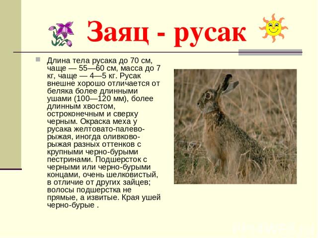 Заяц - русак Длина тела русака до 70 см, чаще — 55—60 см, масса до 7 кг, чаще — 4—5 кг. Русак внешне хорошо отличается от беляка более длинными ушами (100—120 мм), более длинным хвостом, остроконечным и сверху черным. Окраска меха у русака желтовато…