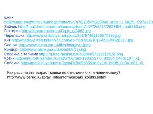 Ежик http://img0.liveinternet.ru/images/attach/c/3/76/205/76205040_large_0_5a2f6
