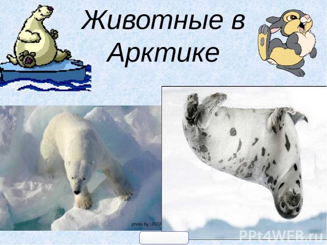 Животные в Арктике 5klass.net