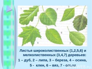 Листья широколиственных (1,2,5,6) и мелколиственных (3,4,7) деревьев: 1 – дуб, 2