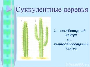 1 – столбовидный кактус 2 – канделябровидный кактус Суккулентные деревья