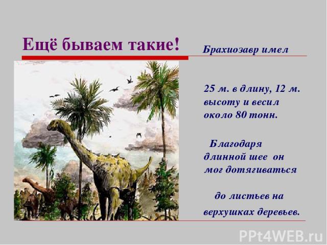 Ещё бываем такие! Брахиозавр имел 25 м. в длину, 12 м. высоту и весил около 80 тонн. Благодаря длинной шее он мог дотягиваться до листьев на верхушках деревьев.