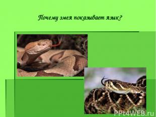 Почему змея показывает язык?
