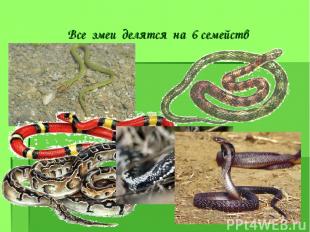 Все змеи делятся на 6 семейств