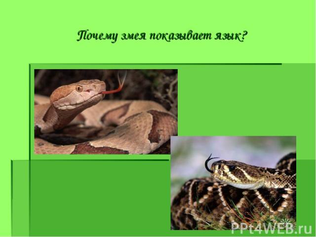 Почему змея показывает язык?