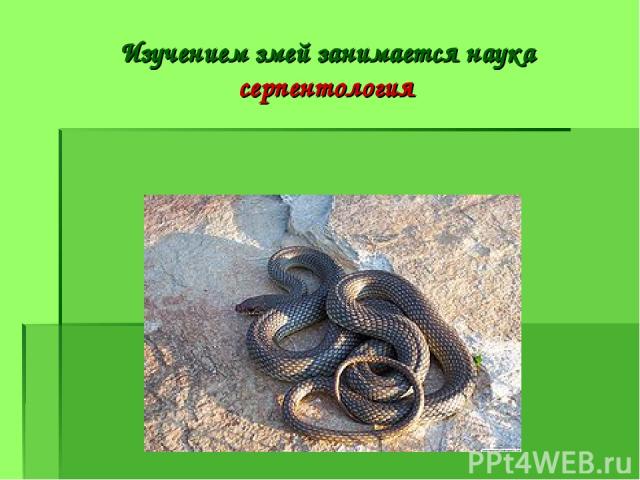 Изучением змей занимается наука серпентология