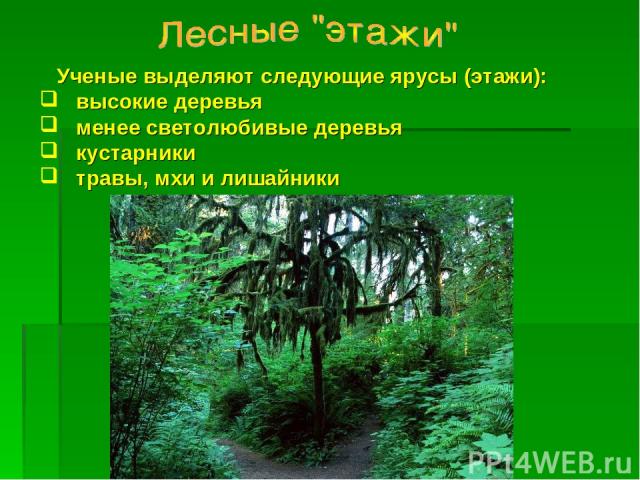 Ученые выделяют следующие ярусы (этажи): высокие деревья менее светолюбивые деревья кустарники травы, мхи и лишайники