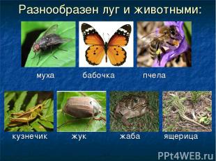 Разнообразен луг и животными: муха бабочка пчела кузнечик жук жаба ящерица