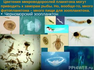 Цветения микроводорослей планктона могут приводить к заморам рыбы. Но, вообще-то