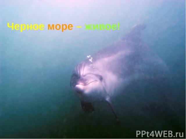 Черное море – живое!