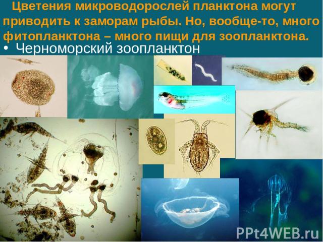 Цветения микроводорослей планктона могут приводить к заморам рыбы. Но, вообще-то, много фитопланктона – много пищи для зоопланктона. Черноморский зоопланктон
