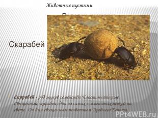 Животные пустыни Скарабей Скарабей - род жуков семейства Пластинчатоусые. Священ