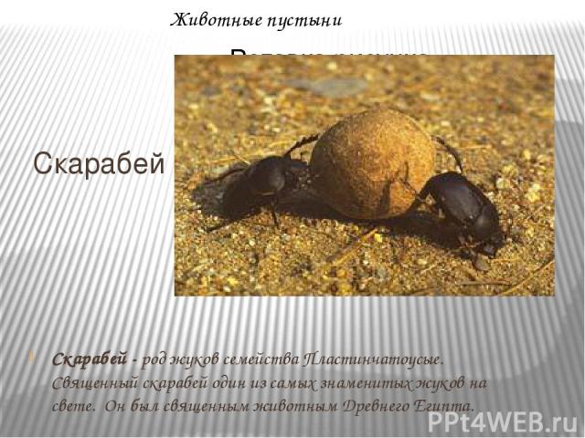 Животные пустыни Скарабей Скарабей - род жуков семейства Пластинчатоусые. Священный скарабей один из самых знаменитых жуков на свете. Он был священным животным Древнего Египта.