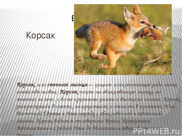 Корсак Корсак, или степная лисица— хищное млекопитающее рода лисиц семейства псовых .Корсак похож на обыкновенную лисицу, но заметно мельче , с более крупными ушами и высокими ногами. Корсак распространён в степях, полупустынях и отчасти в пустынях …