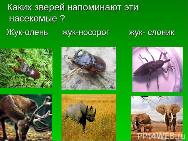 Каких зверей напоминают эти насекомые ? Жук-олень жук-носорог жук- слоник