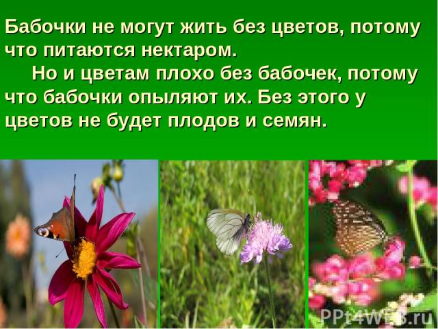 Бабочки не могут жить без цветов, потому что питаются нектаром. Но и цветам плохо без бабочек, потому что бабочки опыляют их. Без этого у цветов не будет плодов и семян.