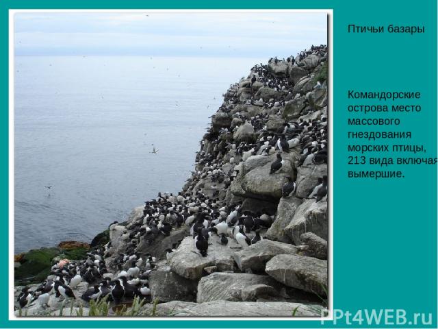 Птичьи базары Командорские острова место массового гнездования морских птицы, 213 вида включая вымершие.