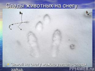 Следы животных на снегу Зимой на снегу можно увидеть следы зайца.