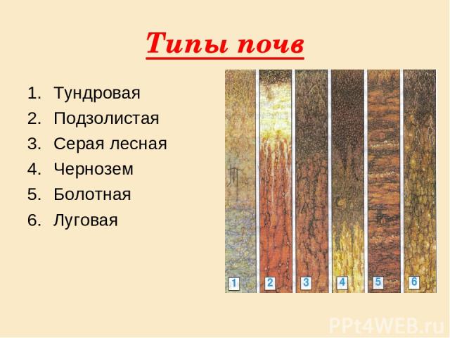 Типы почв Тундровая Подзолистая Серая лесная Чернозем Болотная Луговая