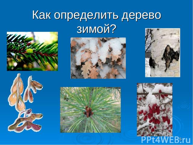 Как определить дерево зимой? *