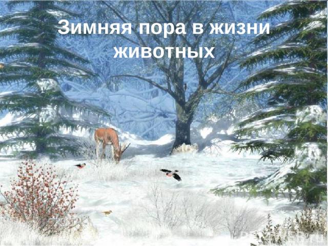Зимняя пора в жизни животных *