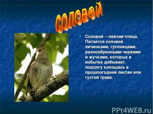 соловей Соловей —певчая птица. Питается соловей личинками, гусеницами, разнообра