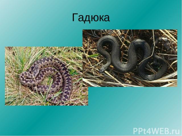 Какие змеи водятся в ленинградской области фото с названиями и описанием