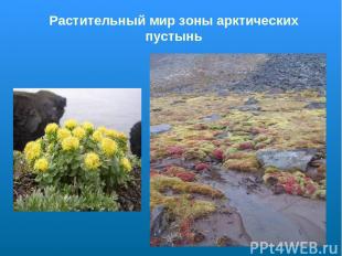 Растительный мир зоны арктических пустынь