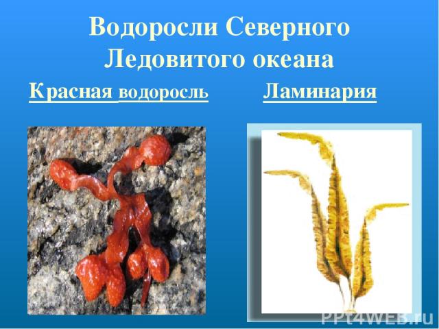 Водоросли Северного Ледовитого океана Красная водоросль Ламинария
