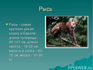Рысь Рысь - самая крупная дикая кошка в Европе: длина туловища - 80-107 см, длин