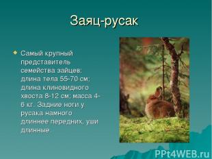 Заяц-русак Самый крупный представитель семейства зайцев: длина тела 55-70 см; дл