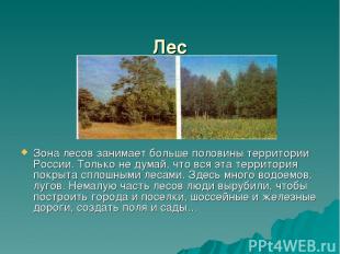 Лес Зона лесов занимает больше половины территории России. Только не думай, что