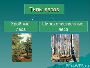 Типы лесов Хвойные леса Широколиственные леса