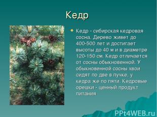 Кедр Кедр - сибирская кедровая сосна. Дерево живет до 400-500 лет и достигает вы