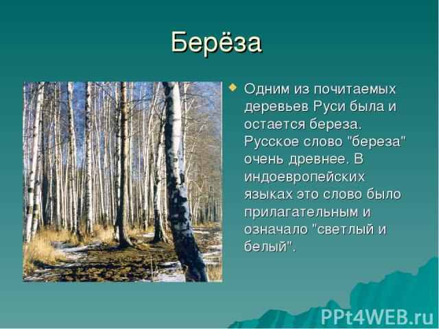 Берёза Одним из почитаемых деревьев Руси была и остается береза. Русское слово 