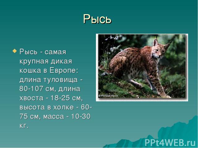 Рысь Рысь - самая крупная дикая кошка в Европе: длина туловища - 80-107 см, длина хвоста - 18-25 см, высота в холке - 60-75 см, масса - 10-30 кг.