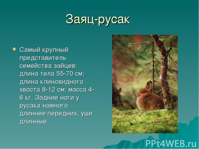 Заяц-русак Самый крупный представитель семейства зайцев: длина тела 55-70 см; длина клиновидного хвоста 8-12 см; масса 4-6 кг. Задние ноги у русака намного длиннее передних, уши длинные.