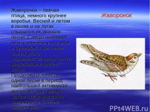 Жаворонок Жаворонок – певчая птица, немного крупнее воробья. Весной и летом в по