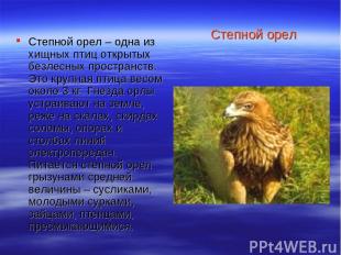 Степной орел Степной орел – одна из хищных птиц открытых безлесных пространств.
