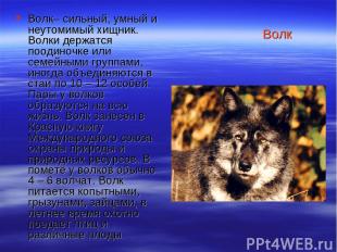 Волк Волк– сильный, умный и неутомимый хищник. Волки держатся поодиночке или сем
