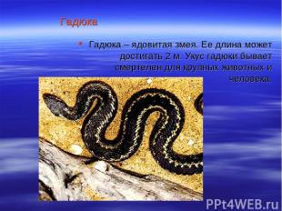 Гадюка Гадюка – ядовитая змея. Ее длина может достигать 2 м. Укус гадюки бывает