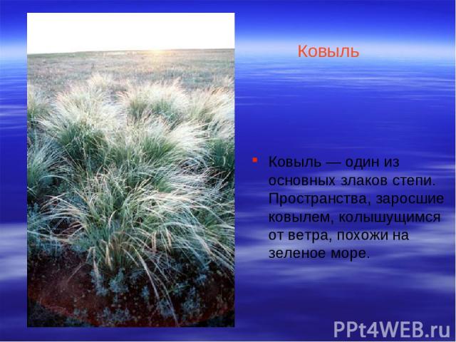 Ковыль Ковыль — один из основных злаков степи. Пространства, заросшие ковылем, колышущимся от ветра, похожи на зеленое море.