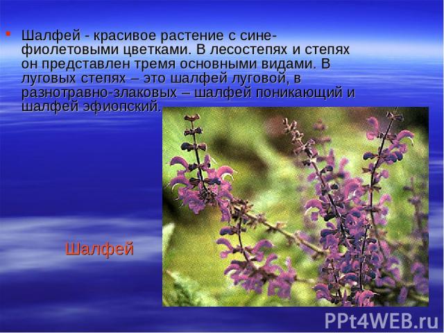 Шалфей Шалфей - красивое растение с сине-фиолетовыми цветками. В лесостепях и степях он представлен тремя основными видами. В луговых степях – это шалфей луговой, в разнотравно-злаковых – шалфей поникающий и шалфей эфиопский.