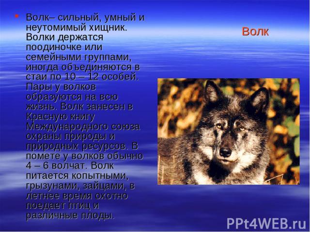 Волк Волк– сильный, умный и неутомимый хищник. Волки держатся поодиночке или семейными группами, иногда объединяются в стаи по 10 – 12 особей. Пары у волков образуются на всю жизнь. Волк занесен в Красную книгу Международного союза охраны природы и …