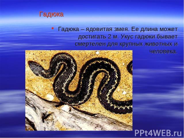 Гадюка Гадюка – ядовитая змея. Ее длина может достигать 2 м. Укус гадюки бывает смертелен для крупных животных и человека.
