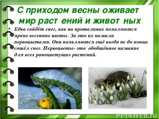 С приходом весны оживает мир растений и животных Едва сойдёт снег, как на протал